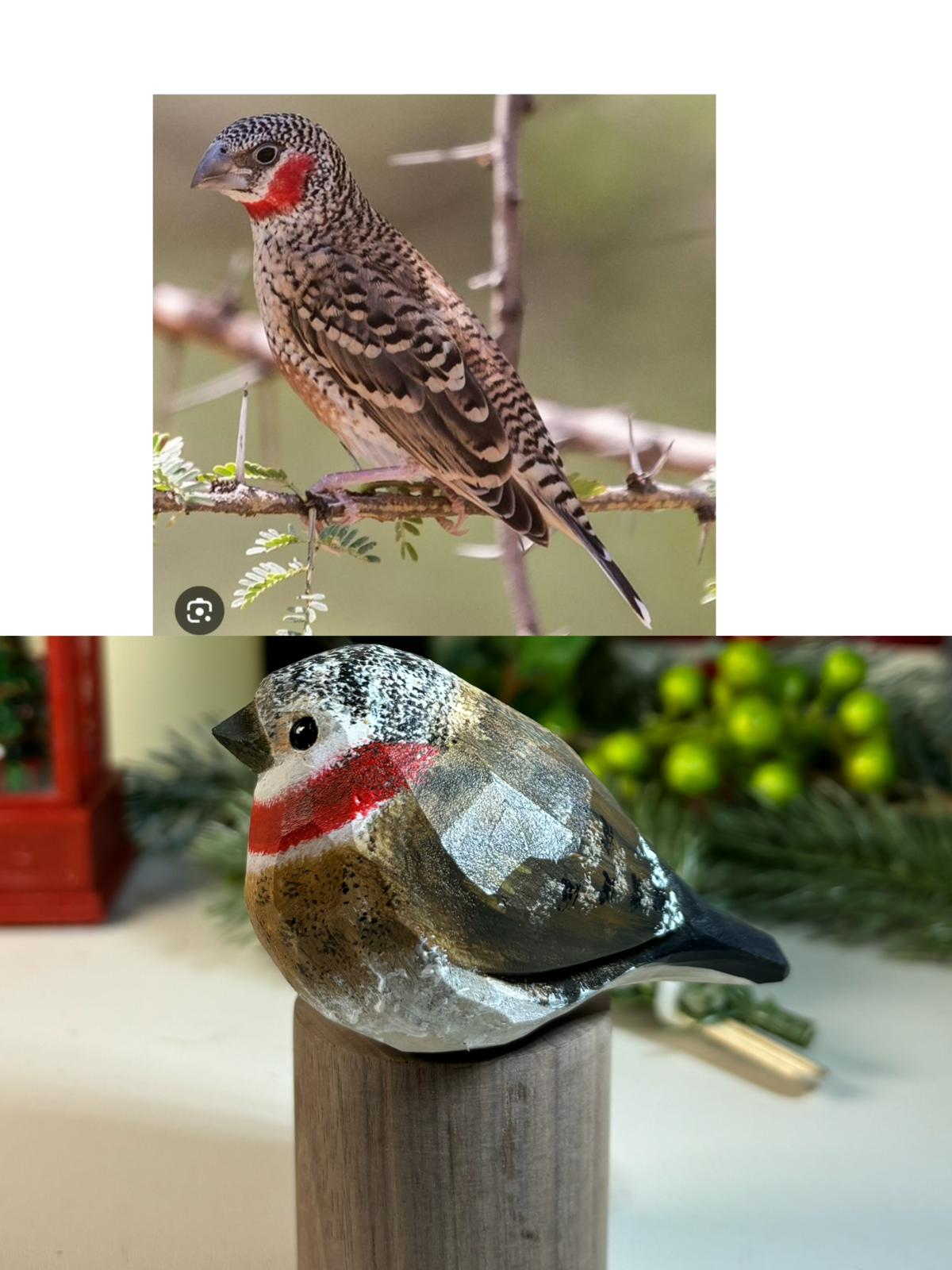 Articolo personalizzato delle collezioni di fringuelli Estrildidi (fringuelli zebrati, spermestes Griseicapilla, Amadina fasciata)