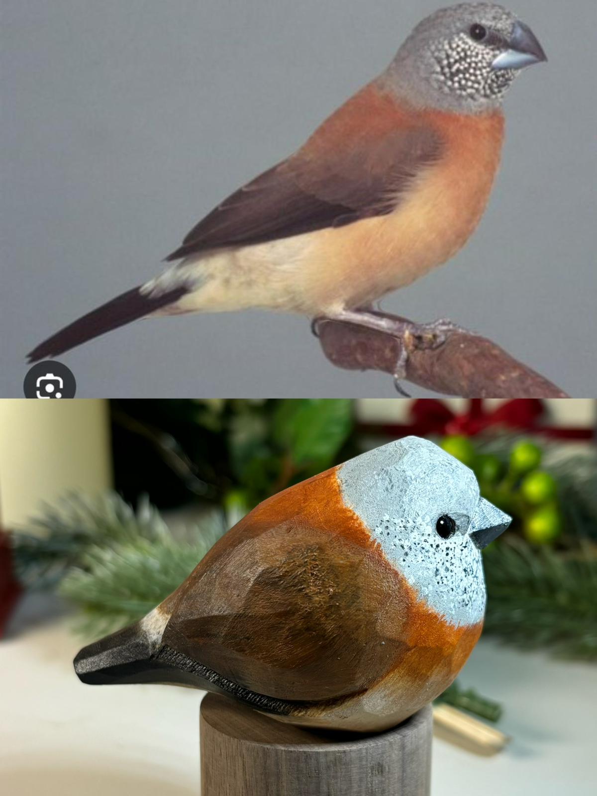 Custom Item of Estrildid Finches Collections (Zebra Finches, spermestes Griseicapilla, Amadina fasciata)